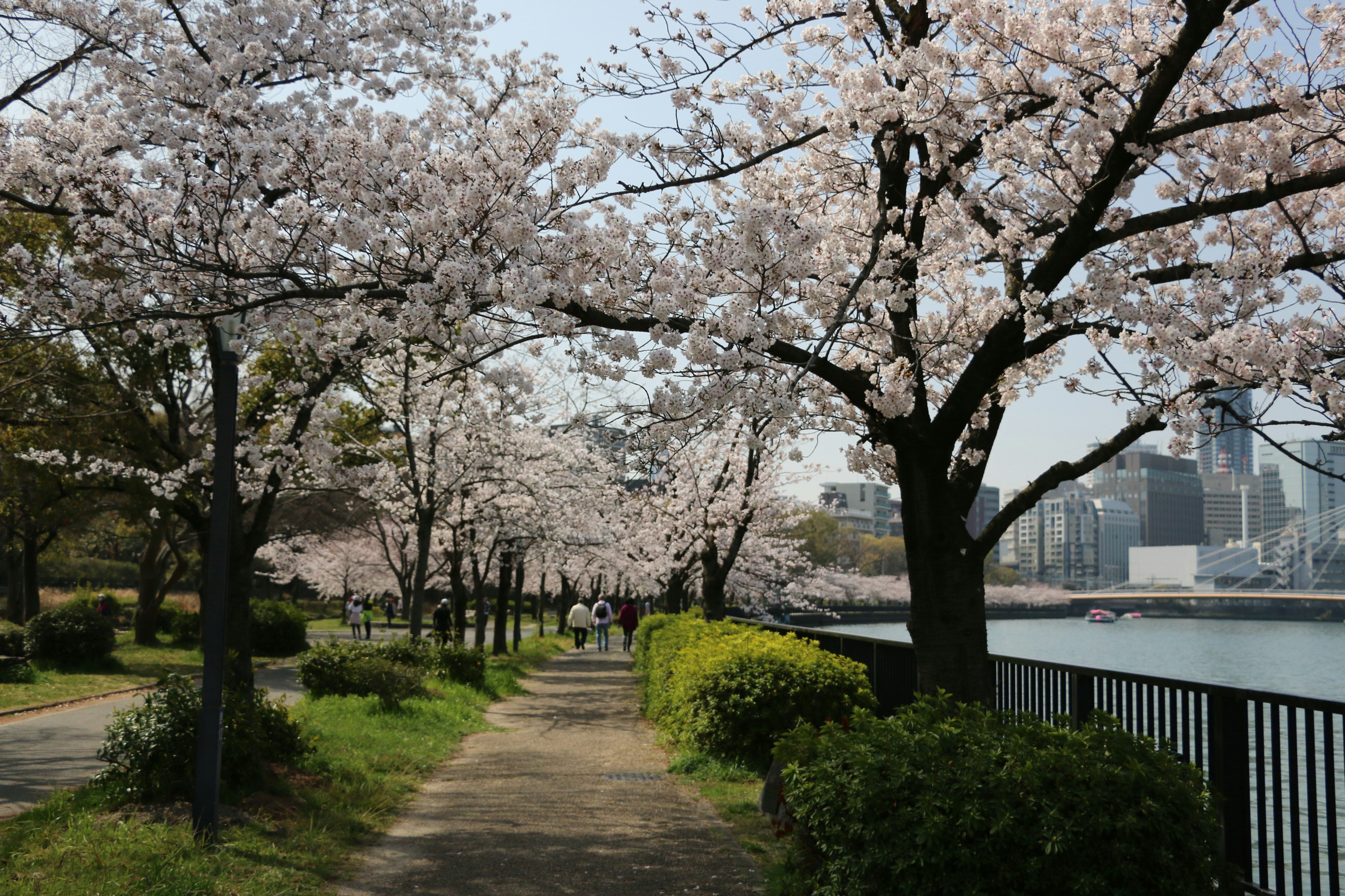 大阪の桜